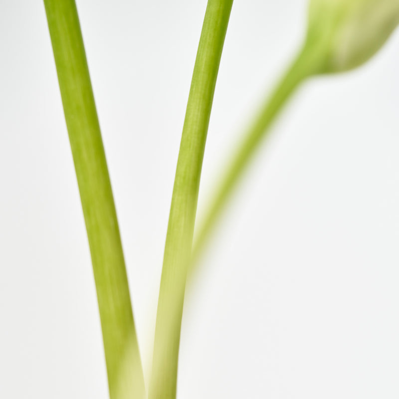 A'ddct Eau de Parfum Warm Afternoon