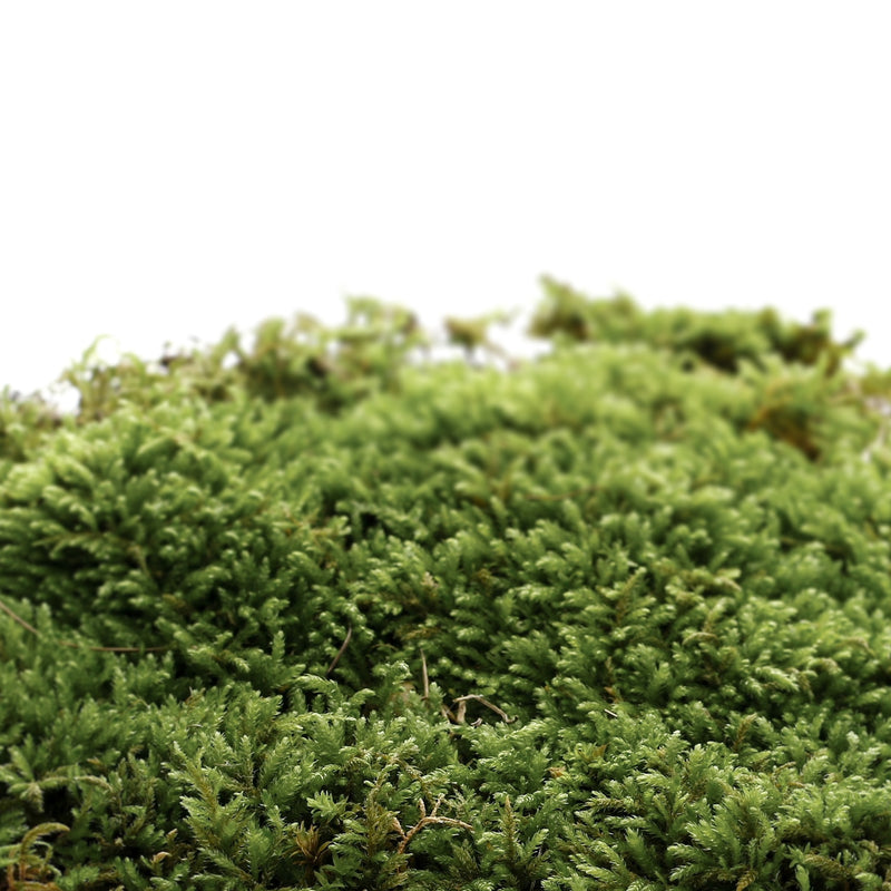 Addct Solid Perfume Naked Oak Moss 501 (30g) MOOD SCENT