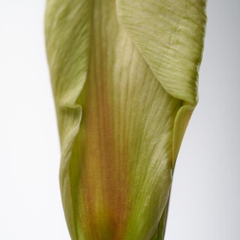 Addct Solid Perfume Naked Tuberose 420 (30g) SCENT